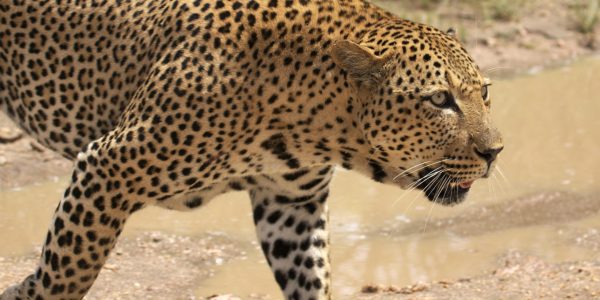 pexels-dkeats-36296228