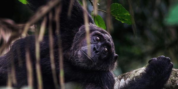 pexels-eric-kamoga-151630609-26689576