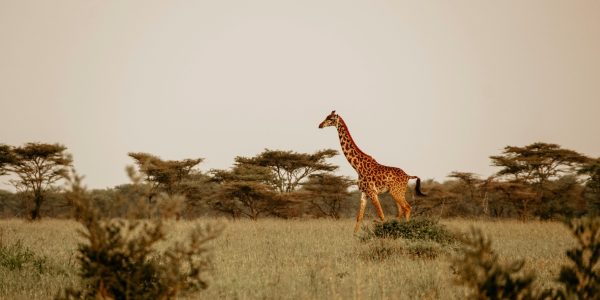 pexels-eva-purrer-1937326549-28838309