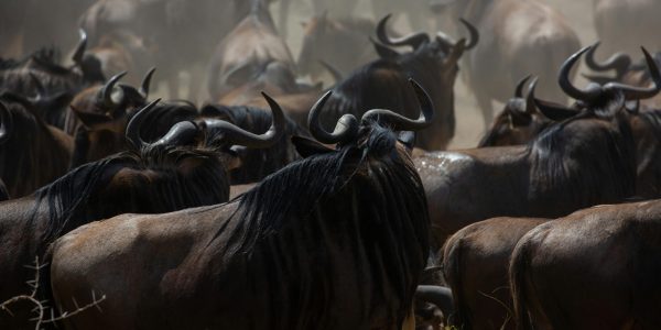 pexels-mikeknibbs-17849763