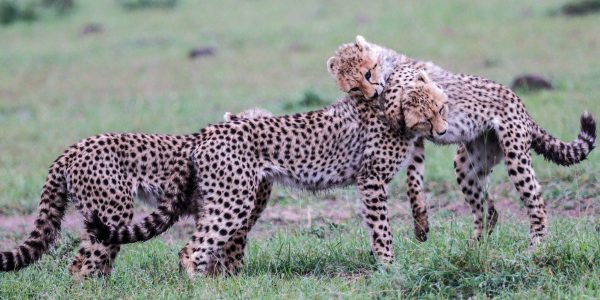 pexels-mr-sketch-55235740-20335157