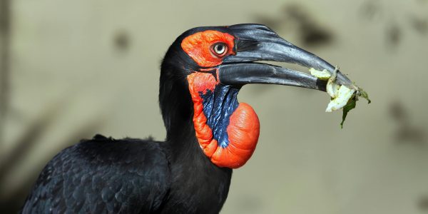 pexels-oliveiratp-17038051