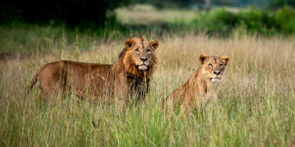 pexels-qolloe-26744674