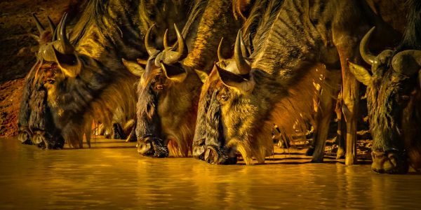 pexels-raybilcliff-7322973