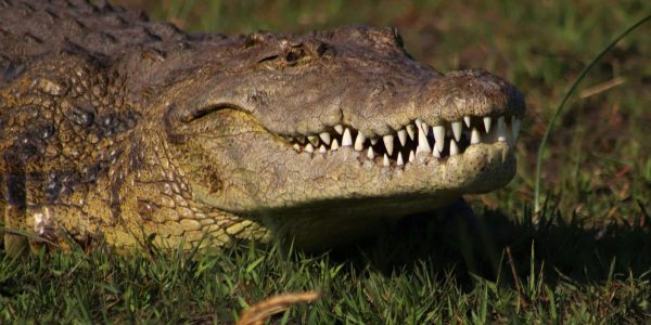 pexels-roger-brown-3435524-14974461