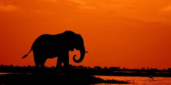 pexels-roger-brown-3435524-5125390