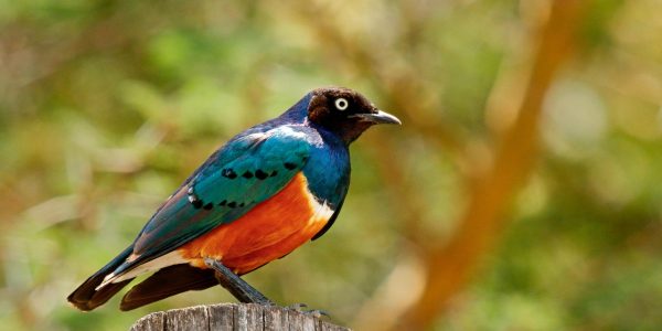 pexels-sanjeed-quazi-50261515-34292577