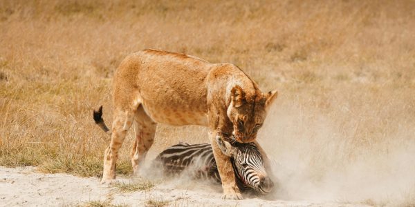 pexels-sara-sukosd-575557039-27832450