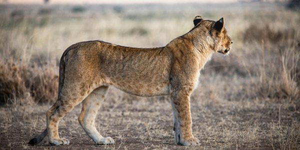 pexels-silvano-ernest-774988871-18964501