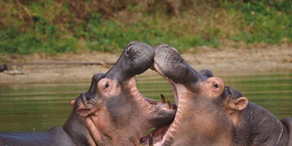 pexels-timon-cornelissen-241844481-17658043