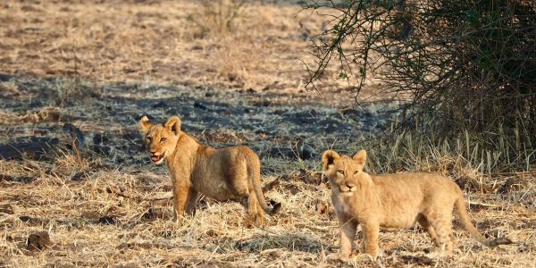 pexels-timon-cornelissen-241844481-31481943 (1)