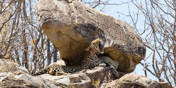 ruaha 1 (2) ruaha 1 (2)