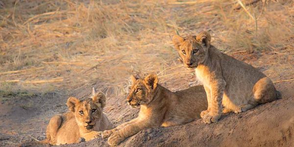 ruaha 3 (2) ruaha 3 (2)