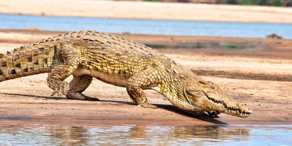7121644 - tanzani volcano, ol doinyo lengai, tanzania, africa