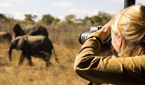 safari photo