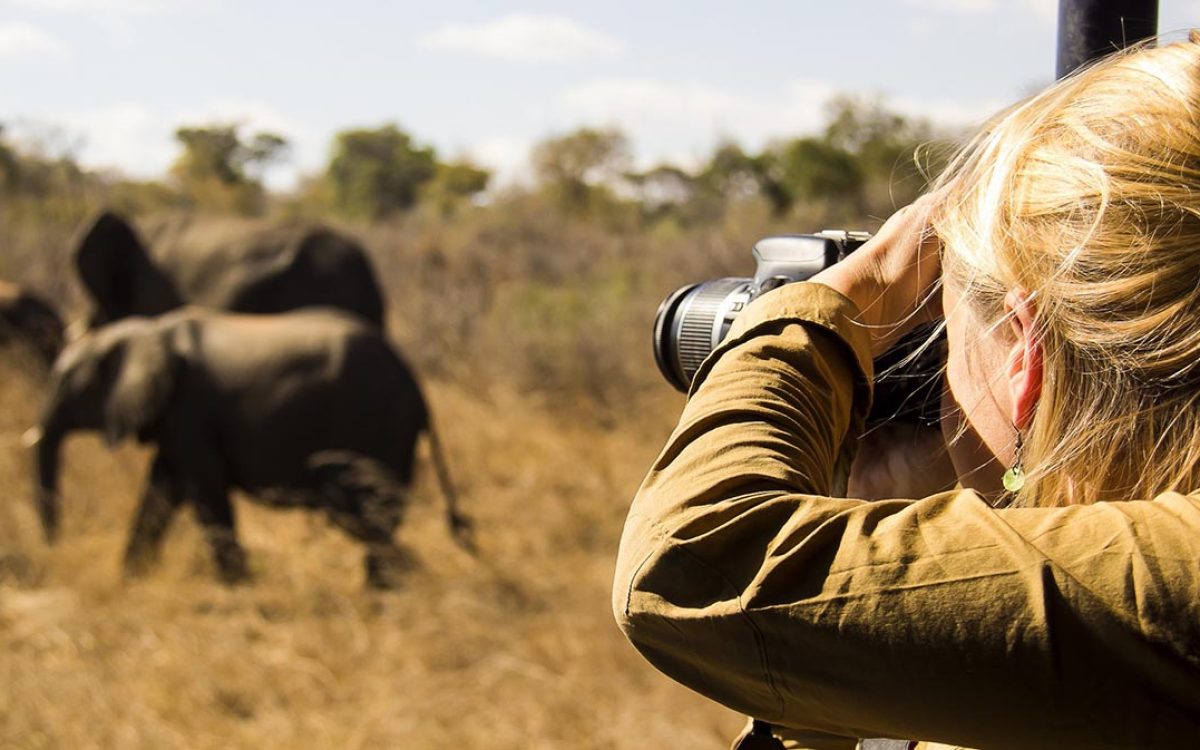 safari photo