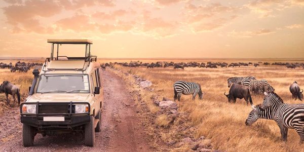 safari vehicle 3