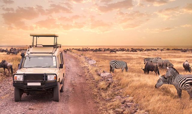 safari vehicle 3 safari vehicle 3