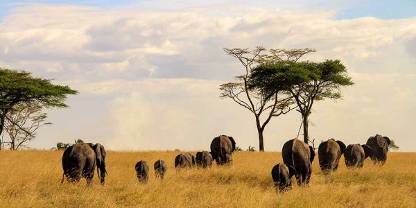 serengeti 1a serengeti 1a