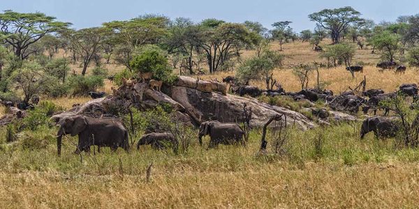 serengeti (2) serengeti (2)