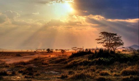 serengeti 2a