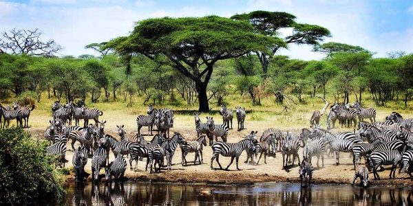 serengeti (4) serengeti (4)