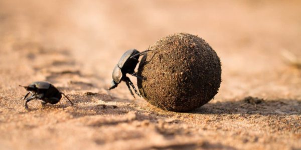 serengeti-animals-dung-beetle macro