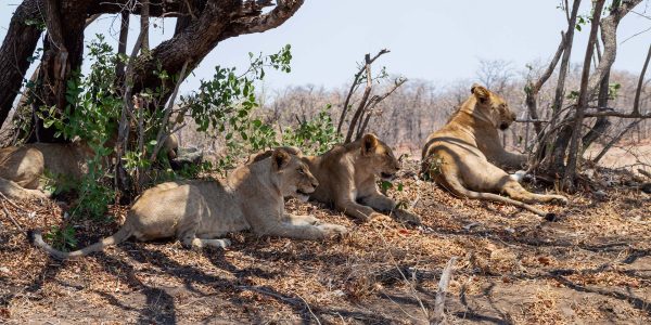 Juvenile Lions lying in shade in Southern African savanna
