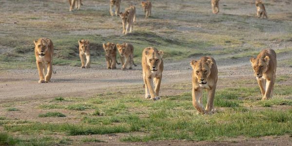 Big Pride of African Lions walking together in Ndutu Tanzania