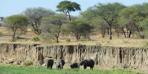 tarangire 1a tarangire 1a