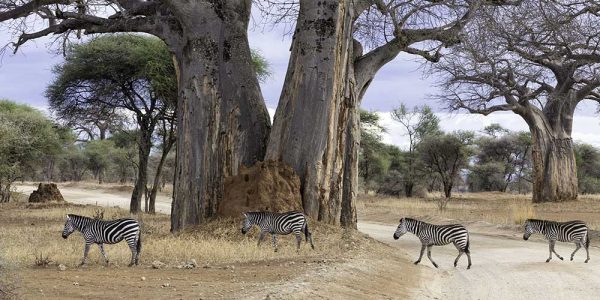 tarangire 3a