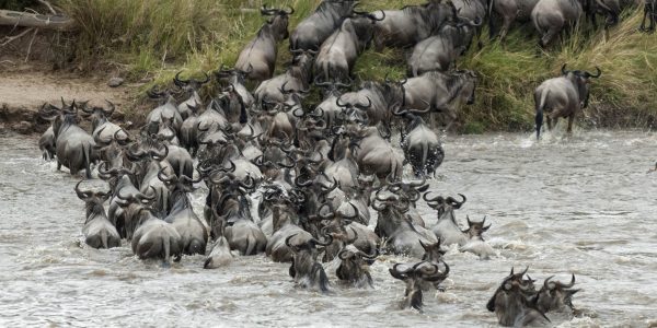 14609606 - mt kilimanjaro climbing expedition in tanzania, africa