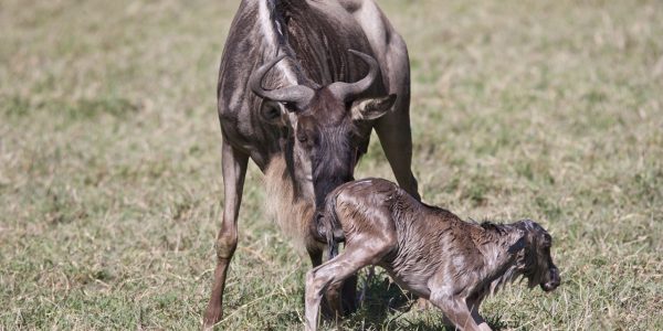 wildebeest calving 1 wildebeest calving 1