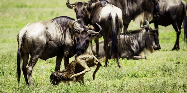 wildebeest calving wildebeest calving